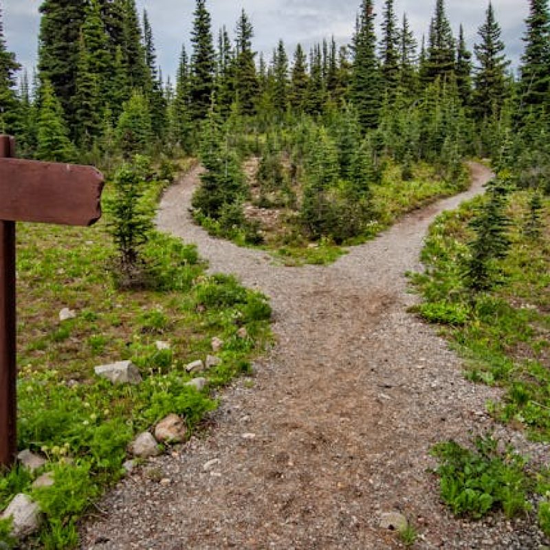 A forked trail in a forest with a blank wooden signpost, symbolizing behavioral choice and habit formation.